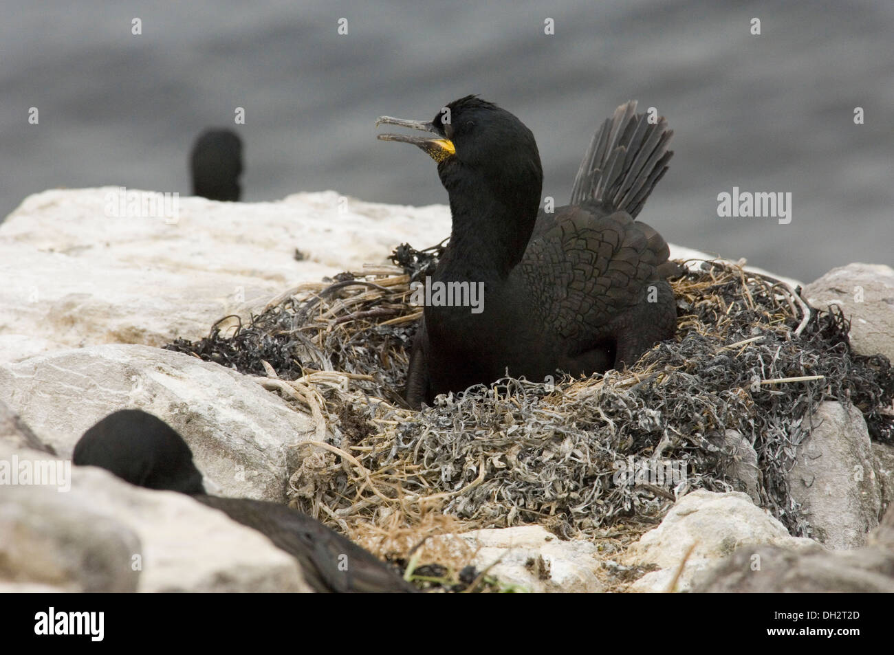 Marangone dal Ciuffo Phalacrocorax Aristotelis Shag Nido Nest Pullus Felsen Scoglio Uccelli Farne Insel Vereinigtes Königreich UK Stockfoto