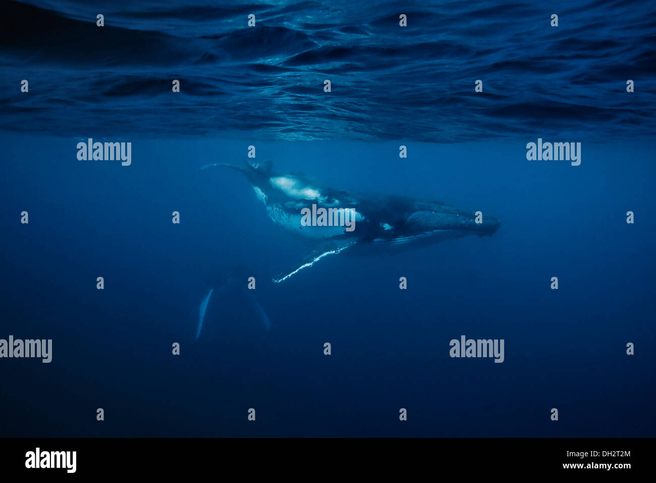 Buckelwale mit Kalb Stockfoto