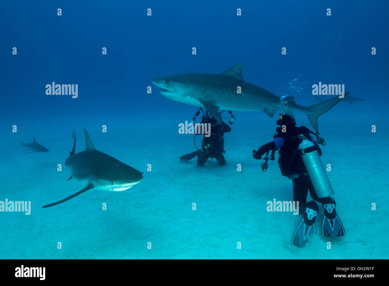 Tigerhai und Taucher, Galeocerdo Cuvier, Karibik, Bahamas Stockfoto