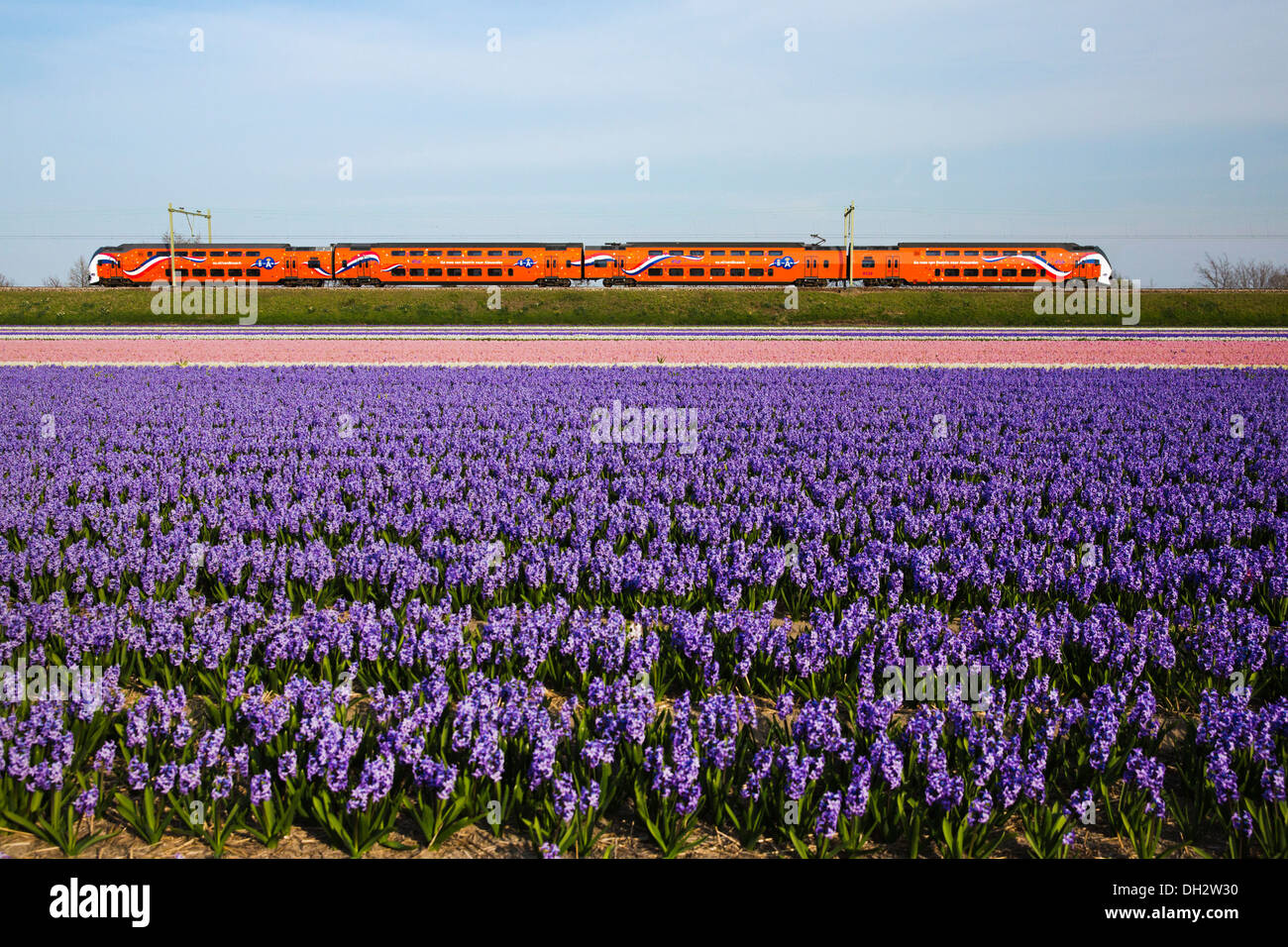Niederlande, Vogelenzang, blühende Hyazinthen. Royal Kings Orange Zug vorbei. Stockfoto
