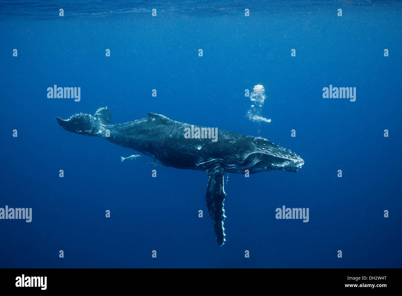 Buckelwale unter Wasser Stockfoto