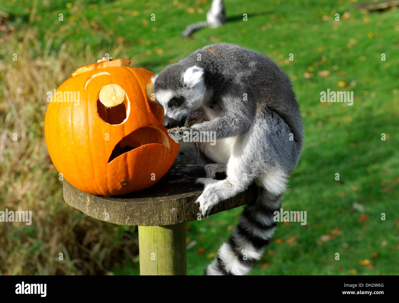 Dunstable, Bedfordshire, UK. 30. Oktober 2013. Die Tiere im ZSL Whipsnade Zoo werden ihre Zähne in einige Leckereien immer wie sie sich Kürbis Platten zu bekommen in die gruselige Stimmung angerichtet sind. Kattas, spielen mit ihren Jack O ' Laternen. © Brian Jordan/Alamy Live-Nachrichten Stockfoto