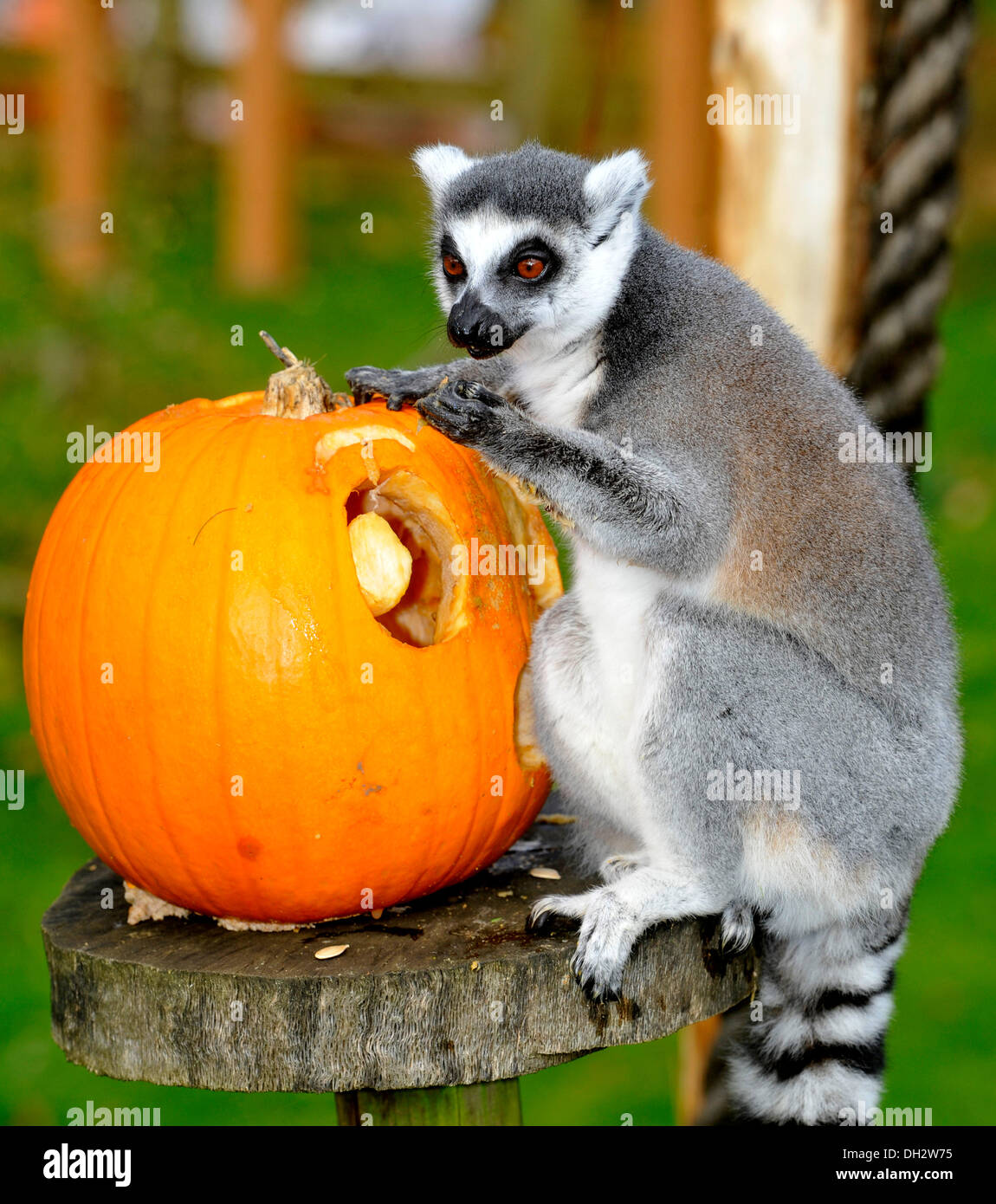 Dunstable, Bedfordshire, UK. 30. Oktober 2013. Die Tiere im ZSL Whipsnade Zoo werden ihre Zähne in einige Leckereien immer wie sie sich Kürbis Platten zu bekommen in die gruselige Stimmung angerichtet sind. Kattas, spielen mit ihren Jack O ' Laternen. © Brian Jordan/Alamy Live-Nachrichten Stockfoto