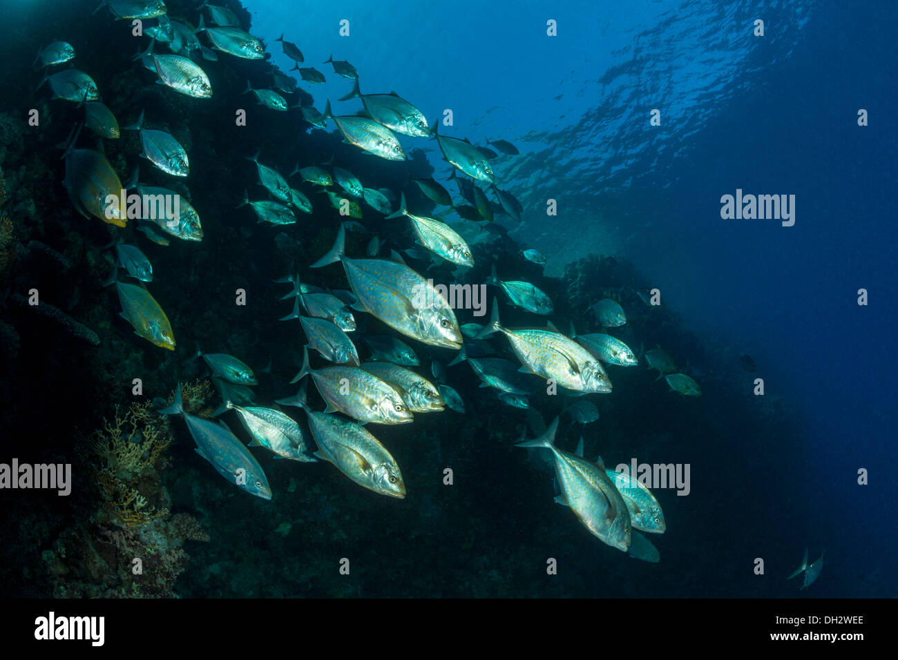 Fischschwarm von Orangespotted Makrelen, Carangoides Bajad, Ras Muhammad, Rotes Meer, Sinai, Ägypten Stockfoto