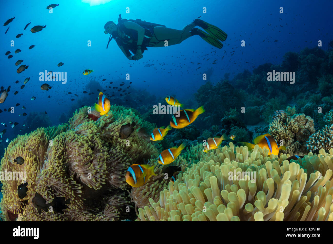 Rotes Meer Anemonenfische und Taucher, Amphiprion Bicinctus, Ras Muhammad, Rotes Meer, Sinai, Ägypten Stockfoto