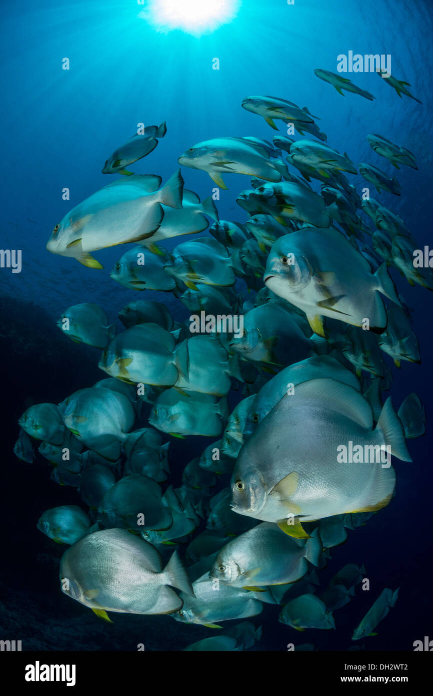 Fischschwarm von kreisförmigen Fledermausfischen, Platax Orbicularis Ras Muhammad, Rotes Meer, Sinai, Ägypten Stockfoto