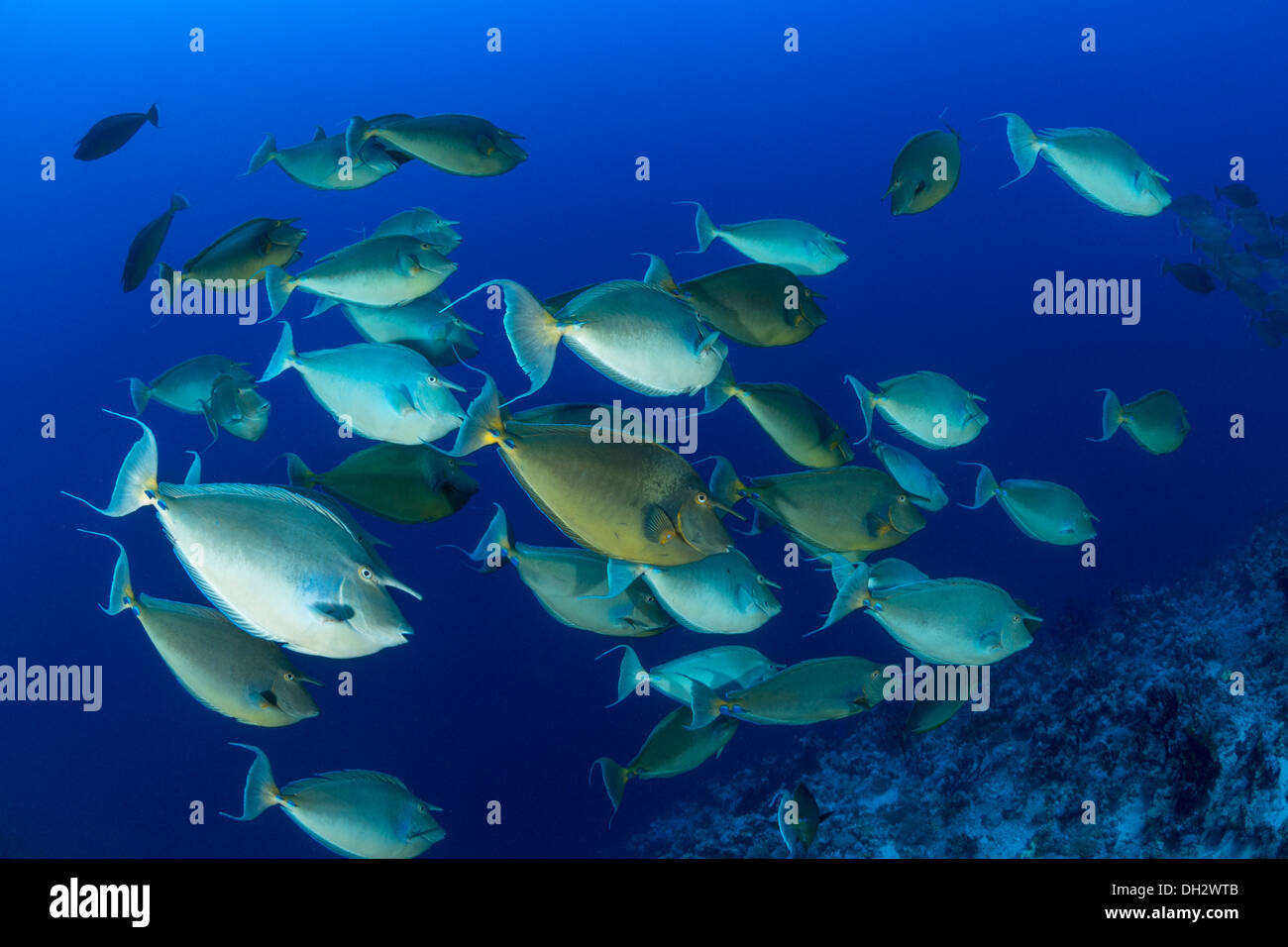 Der Bluespine Unicornfish, Naso Unicornis, Fischschwarm Ras Muhammad, Rotes Meer, Sinai, Ägypten Stockfoto