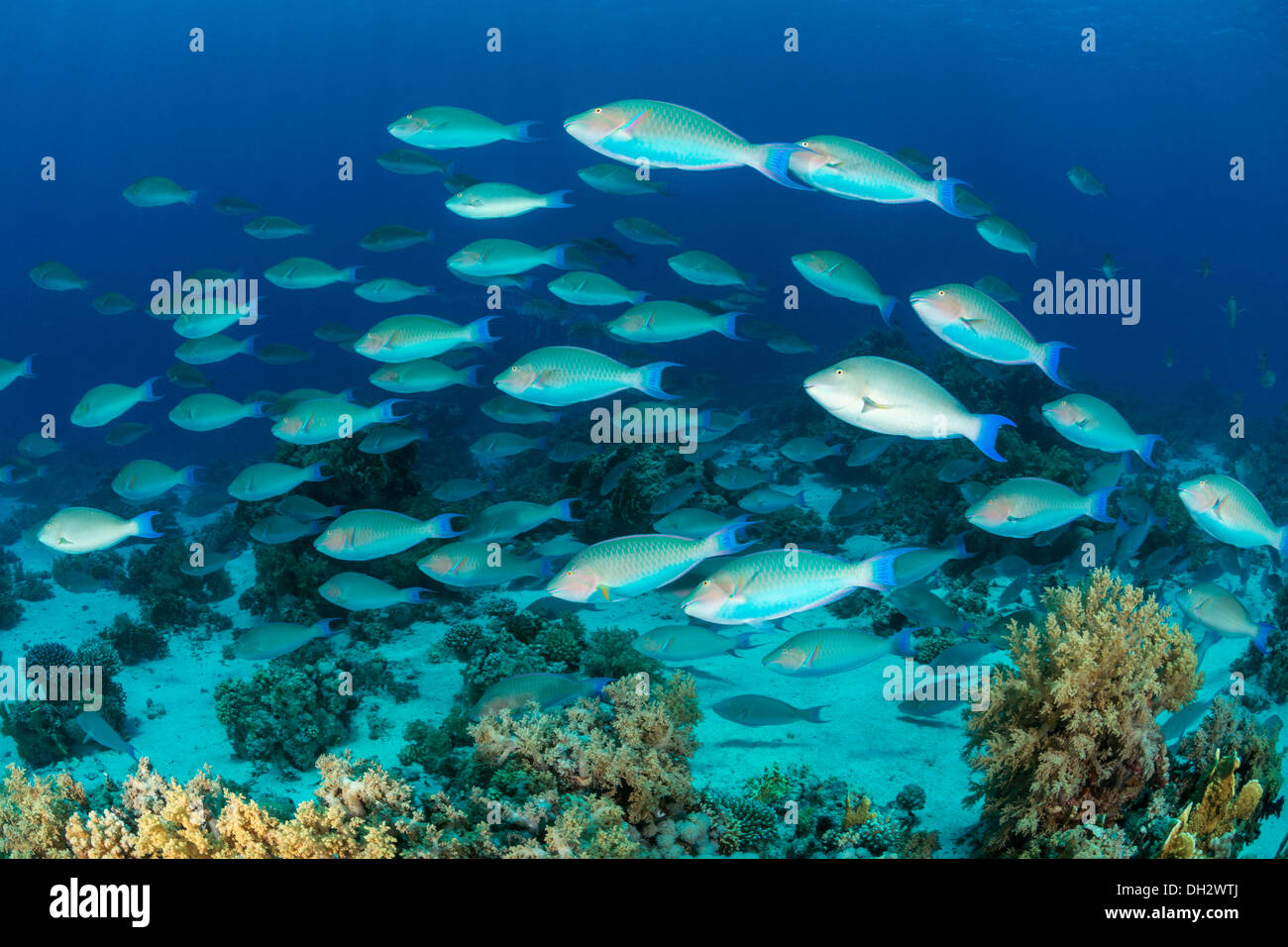 Fischschwarm von indischen Langnasen Papageienfisch, Hipposcarus Harid, Ras Muhammad, Rotes Meer, Sinai, Ägypten Stockfoto