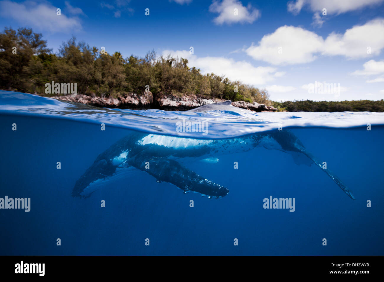 Buckelwale unter Wasser Stockfoto