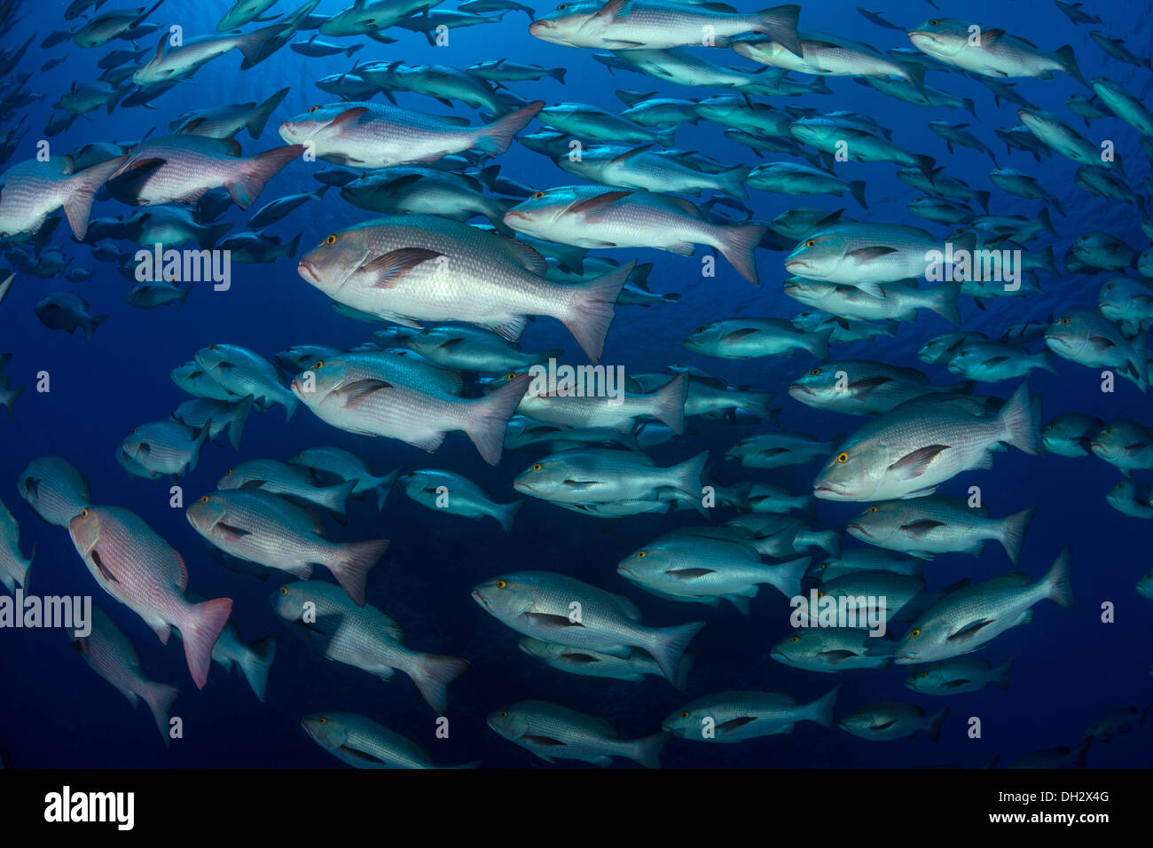 Fischschwarm von Zweipunkt Red Snapper, Lutjanus Bohar Ras Muhammad, Rotes Meer, Sinai, Ägypten Stockfoto