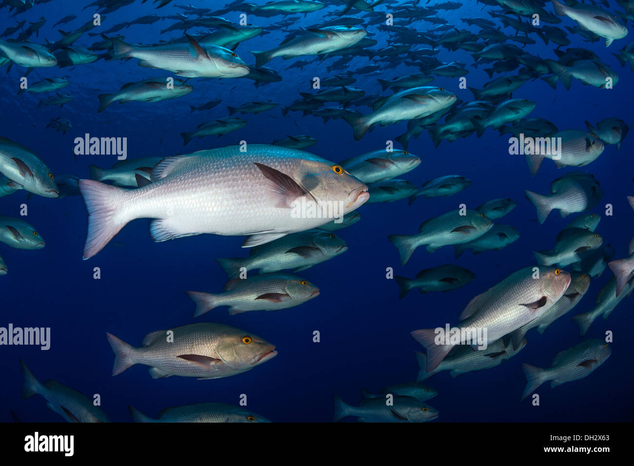 Fischschwarm von Zweipunkt Red Snapper, Lutjanus Bohar Ras Muhammad, Rotes Meer, Sinai, Ägypten Stockfoto
