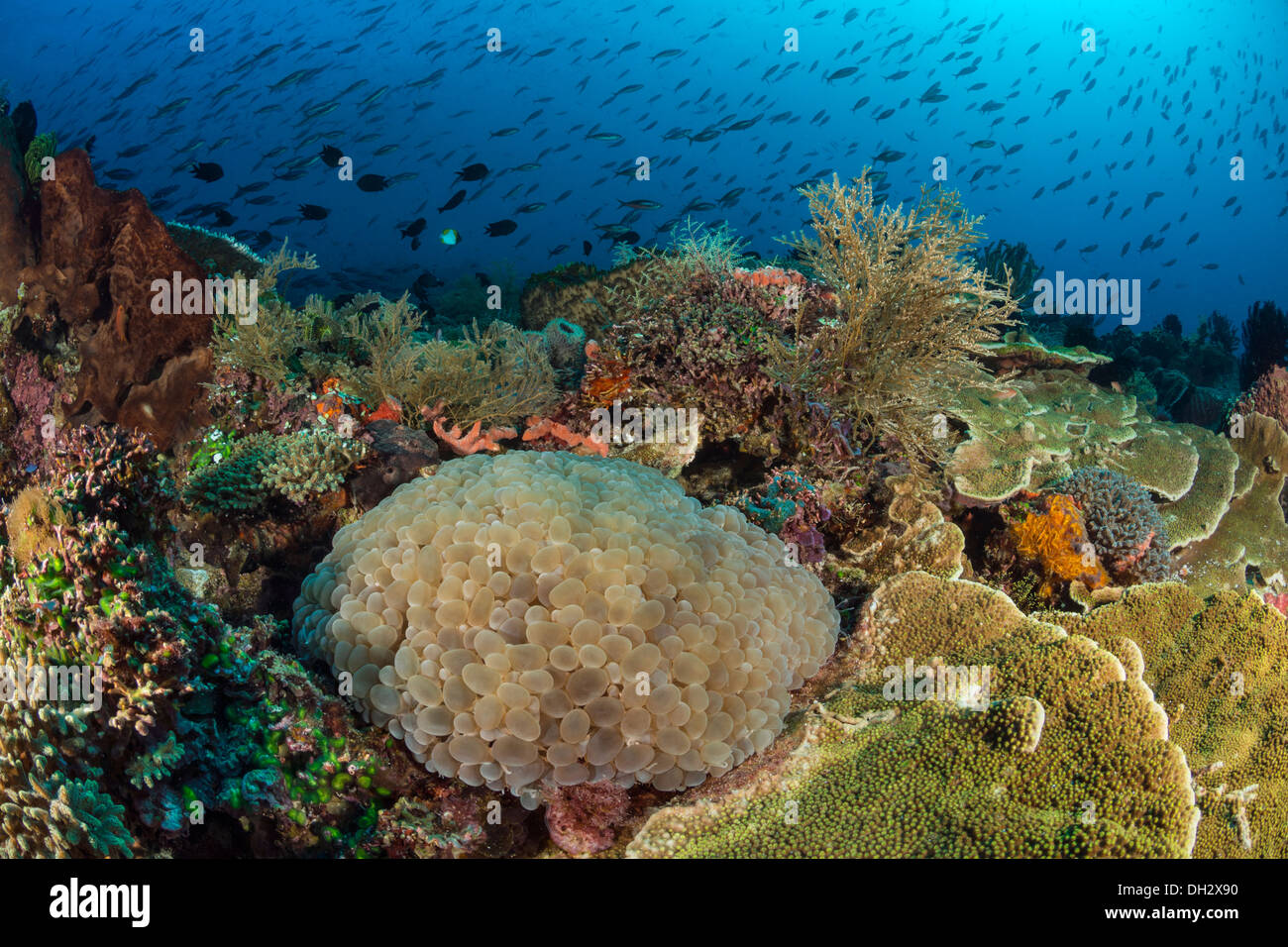 Bubble-Korallen im Korallenriff, Plerogyra Sinuosa, Pantar, Alor Archipel, kleinen Sunda-Inseln, Indonesien Stockfoto