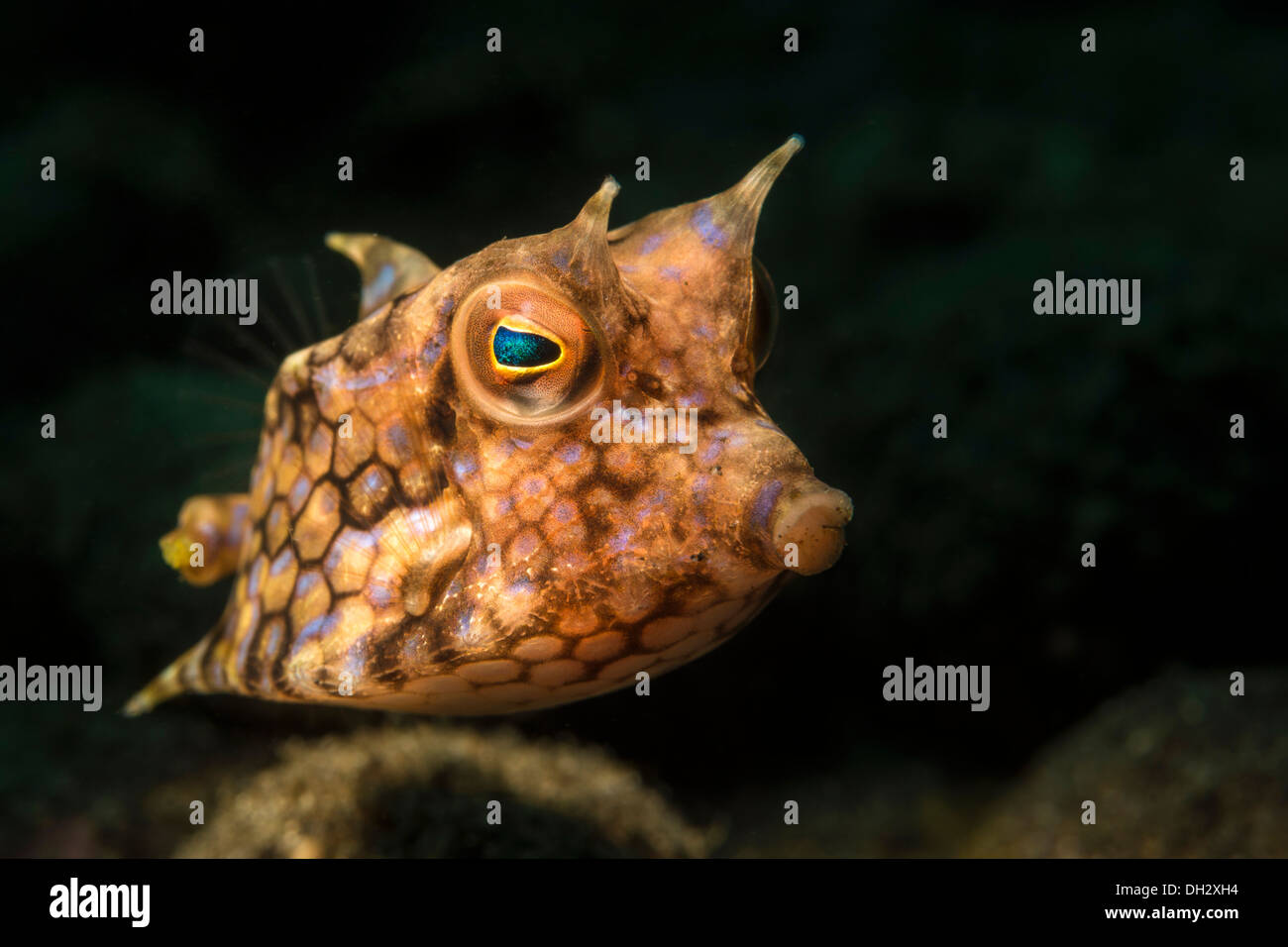 Longhorn Surfschulen, Lactoria Cornuta, Pantar, Alor Archipel, kleinen Sunda-Inseln, Indonesien Stockfoto