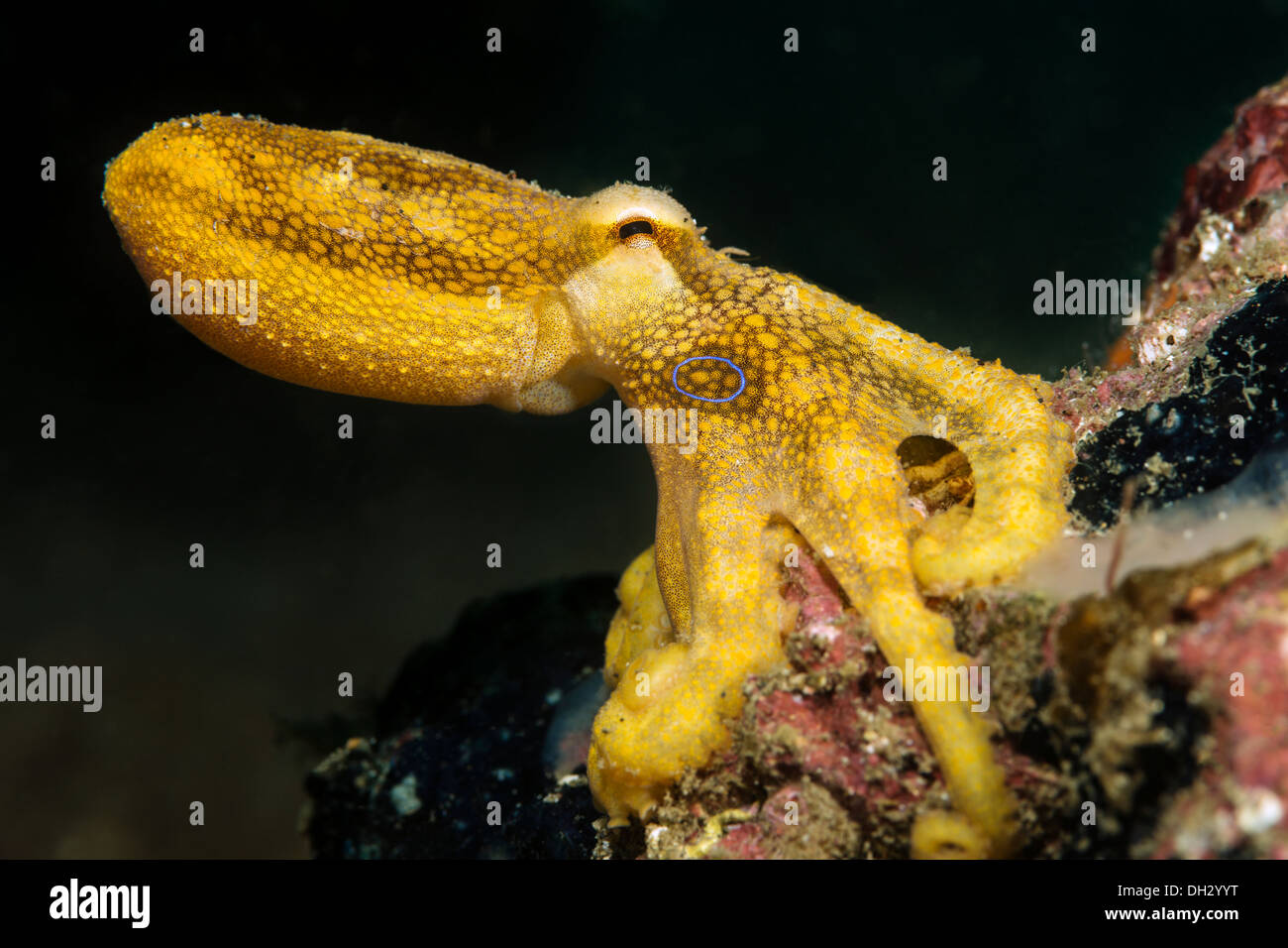 Poison Ocellate Octopus Octopus Mototi, Lembeh Strait, Nord-Sulawesi, Indonesien Stockfoto