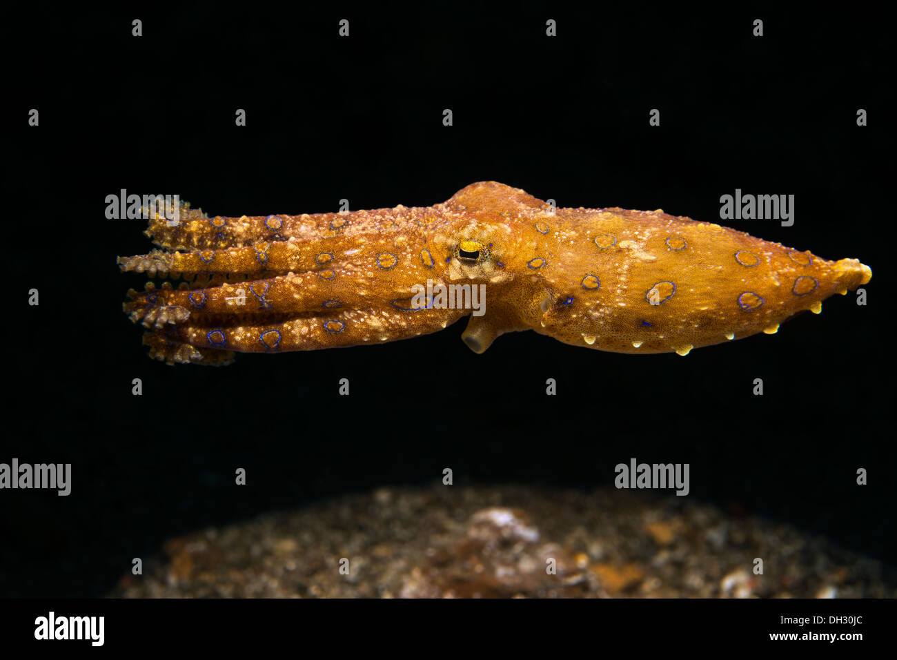 Blue Ring Octopus, Hapalochlaena SP. 4, Lembeh Strait, Nord-Sulawesi, Indonesien Stockfoto