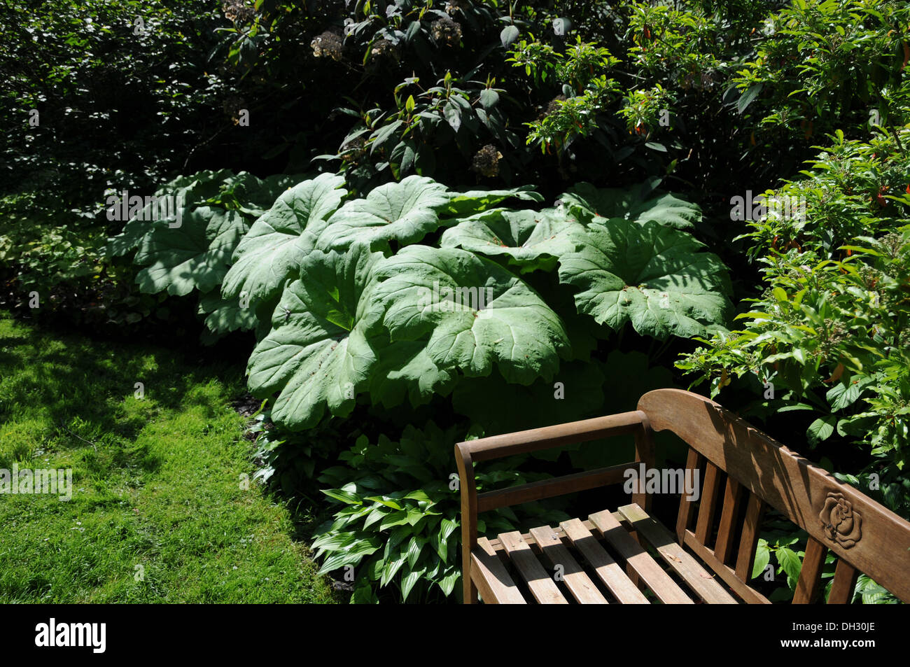 Astilboides Stockfoto