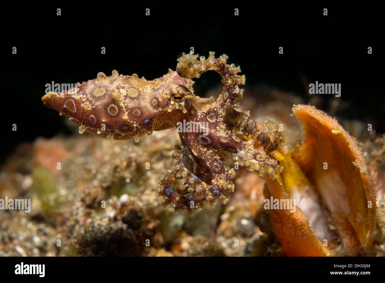 Blue Ring Octopus, Hapalochlaena SP. 5, Lembeh Strait, Nord-Sulawesi, Indonesien Stockfoto