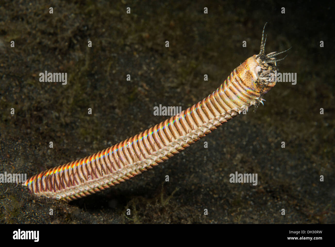 Bobbit Wurm, Eunice Aphroditois, Lembeh Strait, Nord-Sulawesi, Indonesien Stockfoto
