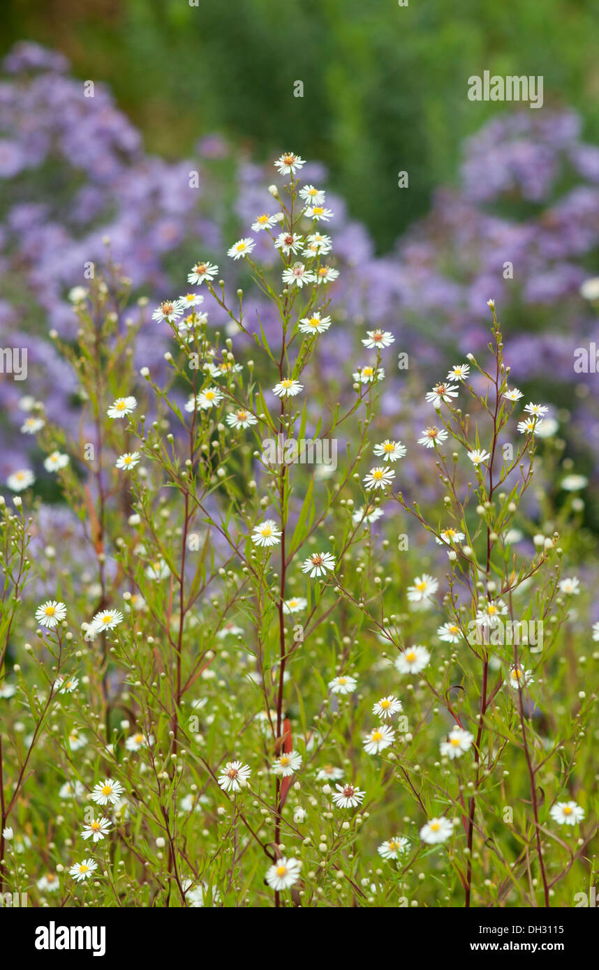 Zarte weiße Gänseblümchen mit blassen Grünes Laub vor lila Astern im Spätsommer Stockfoto