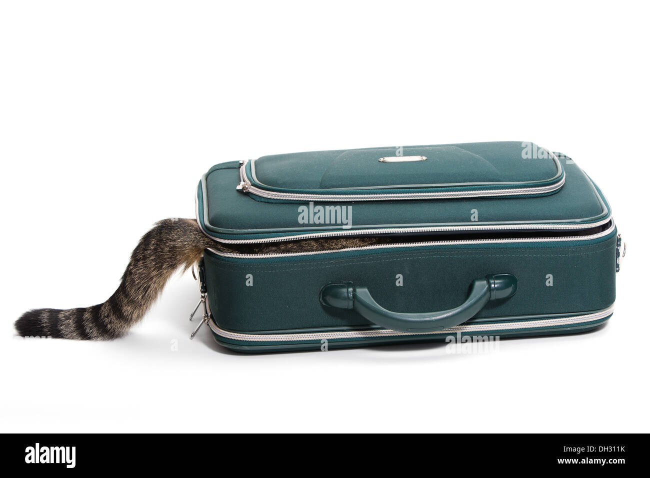 Katze sitzt in einem Koffer und Sie sehen nur die Rute Stockfoto