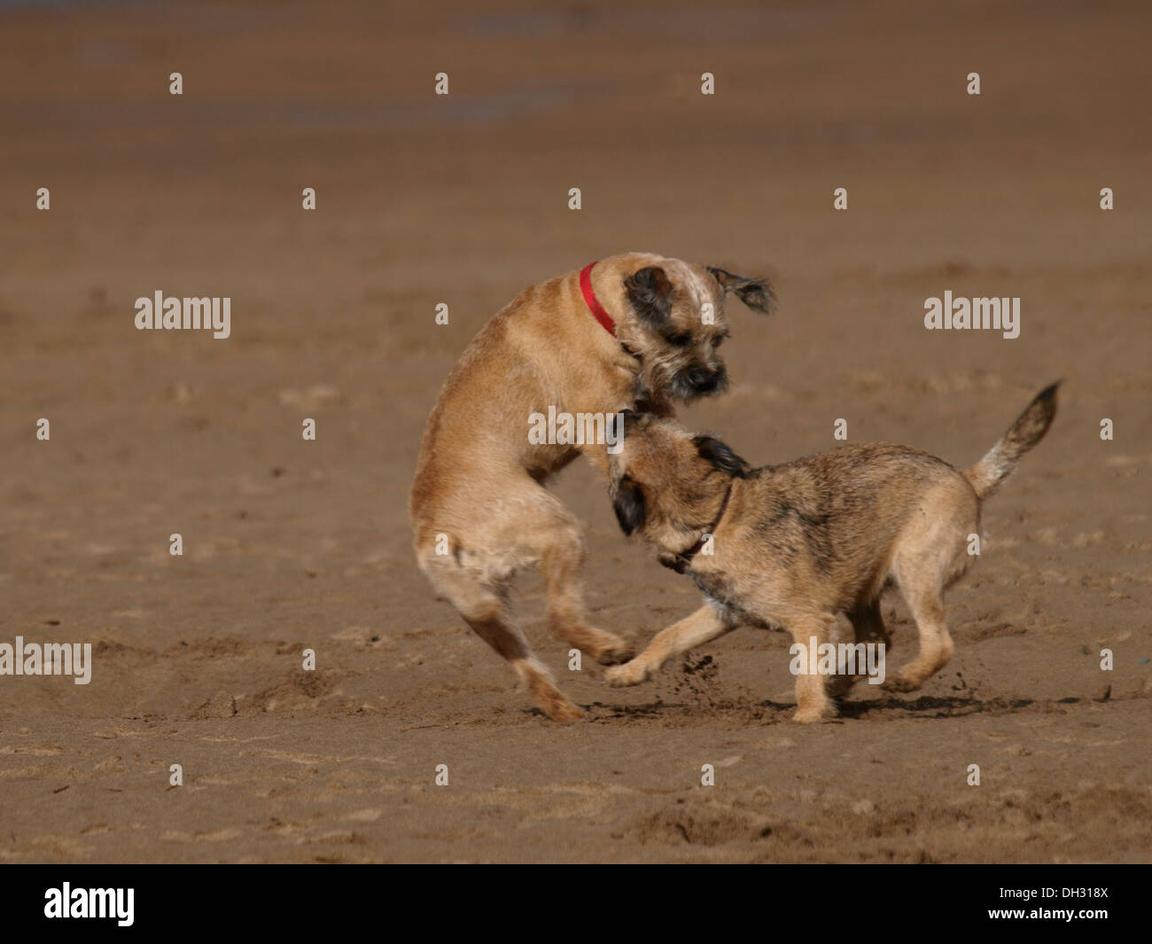 Zwei Border Terrier spielen am Strand, Bude, Cornwall, UK Stockfoto
