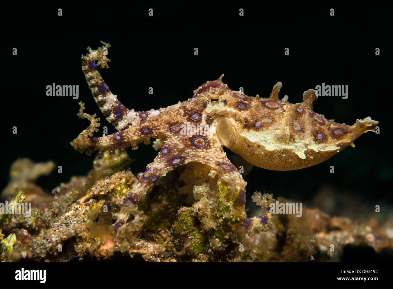 Blue Ring Octopus, Hapalochlaena Lunulata, Lembeh Strait, Nord-Sulawesi, Indonesien Stockfoto