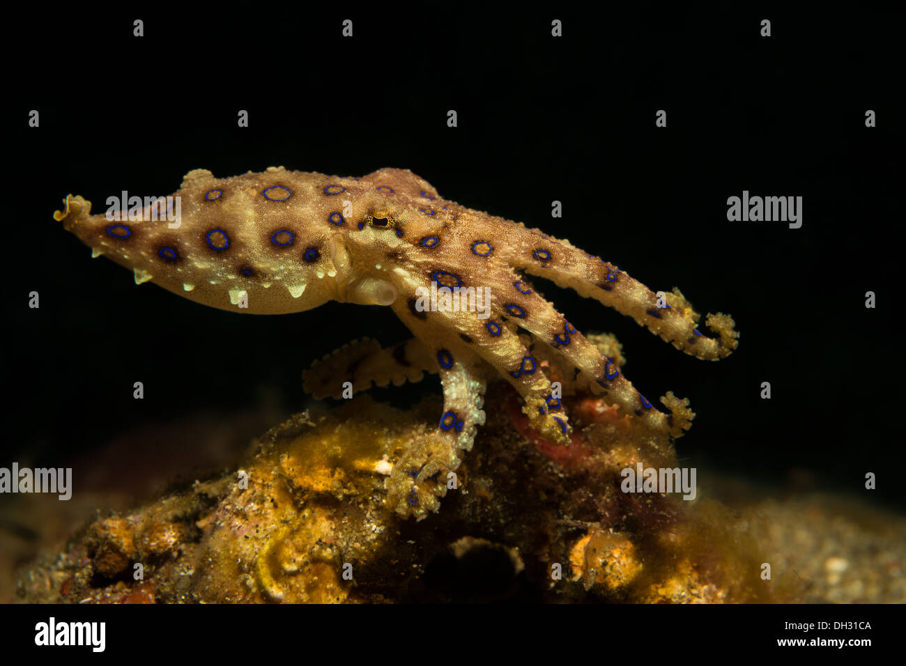 Blue Ring Octopus, Hapalochlaena Lunulata, Lembeh Strait, Nord-Sulawesi, Indonesien Stockfoto