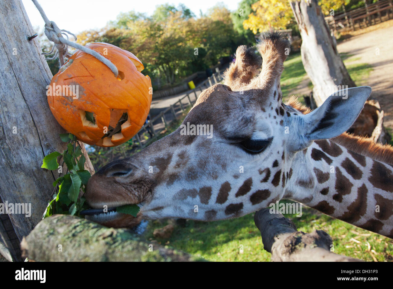 London, UK. 30. Oktober 2013. Kürbisse in ihrem Gehege sind Giraffen (Giraffa Plancius) gespeist. Tiere im weltberühmten ZSL London Zoo bekommen ein Halloween-inspirierte Abendessen zu einem gruseligen Festlichkeiten teilzunehmen. Foto: Nick Savage/Alamy Live-Nachrichten Stockfoto