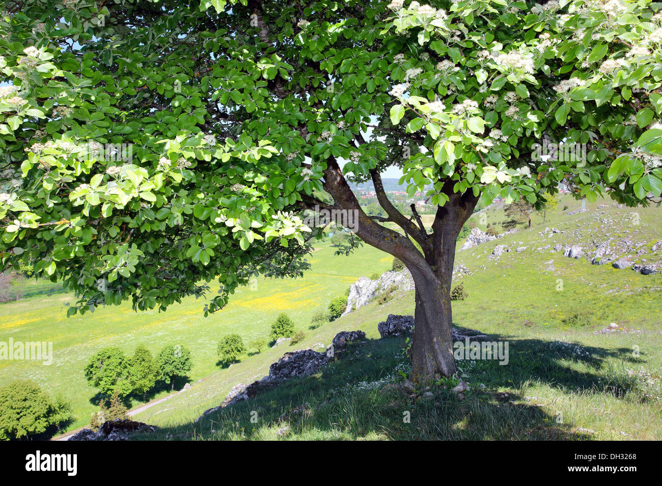 Sorbus Aria, Mehlbeere, schwäbischen Jura, Deutschland Stockfoto