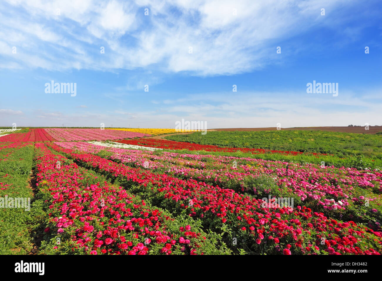 Weite Felder mit roten Blüten Ranunculus Stockfoto
