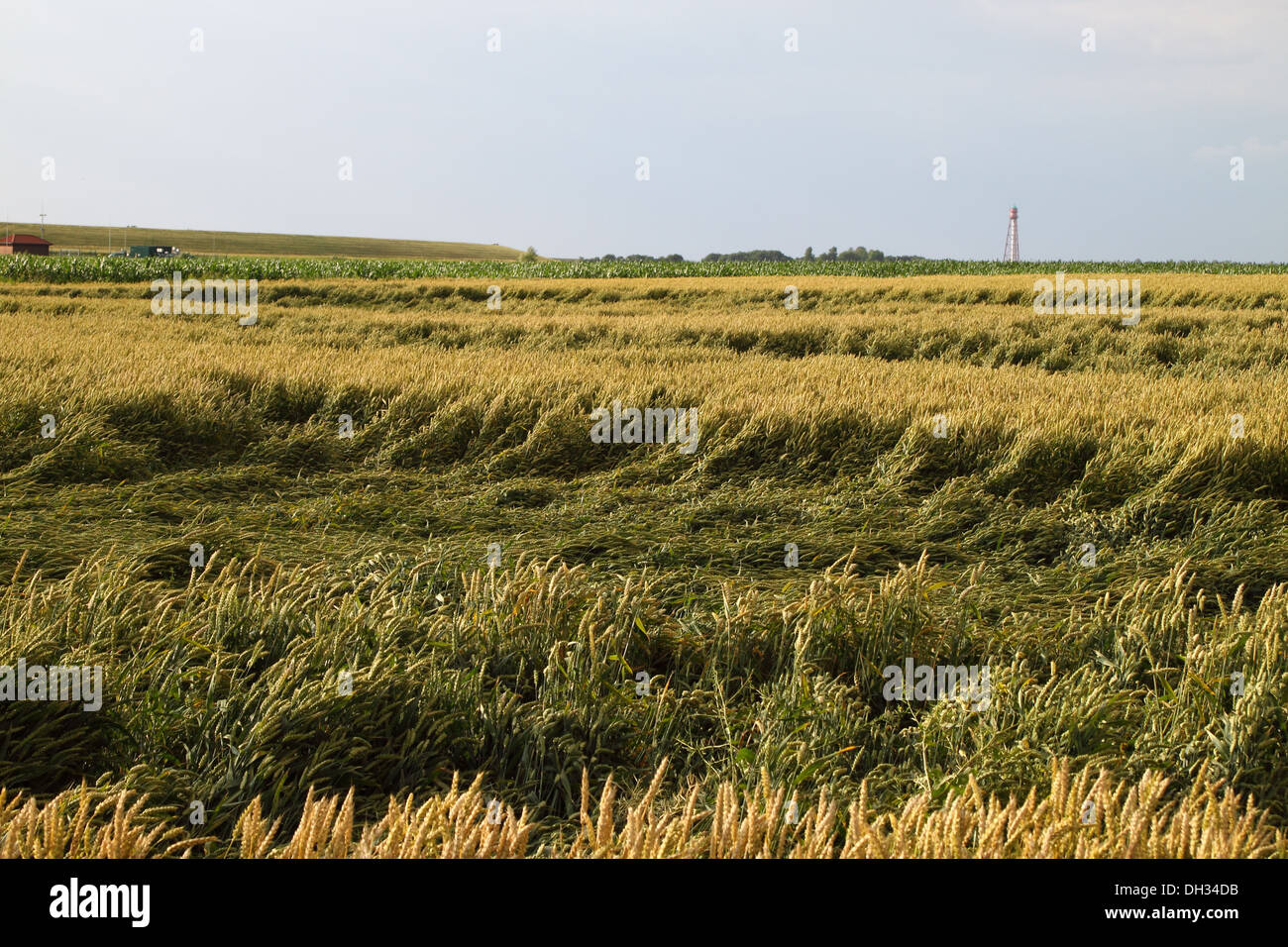 Weizenfeld nach starkem Regen Stockfoto
