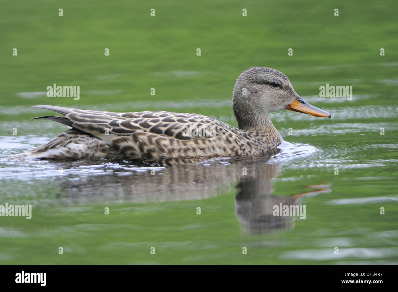 Gadwell Stockfoto