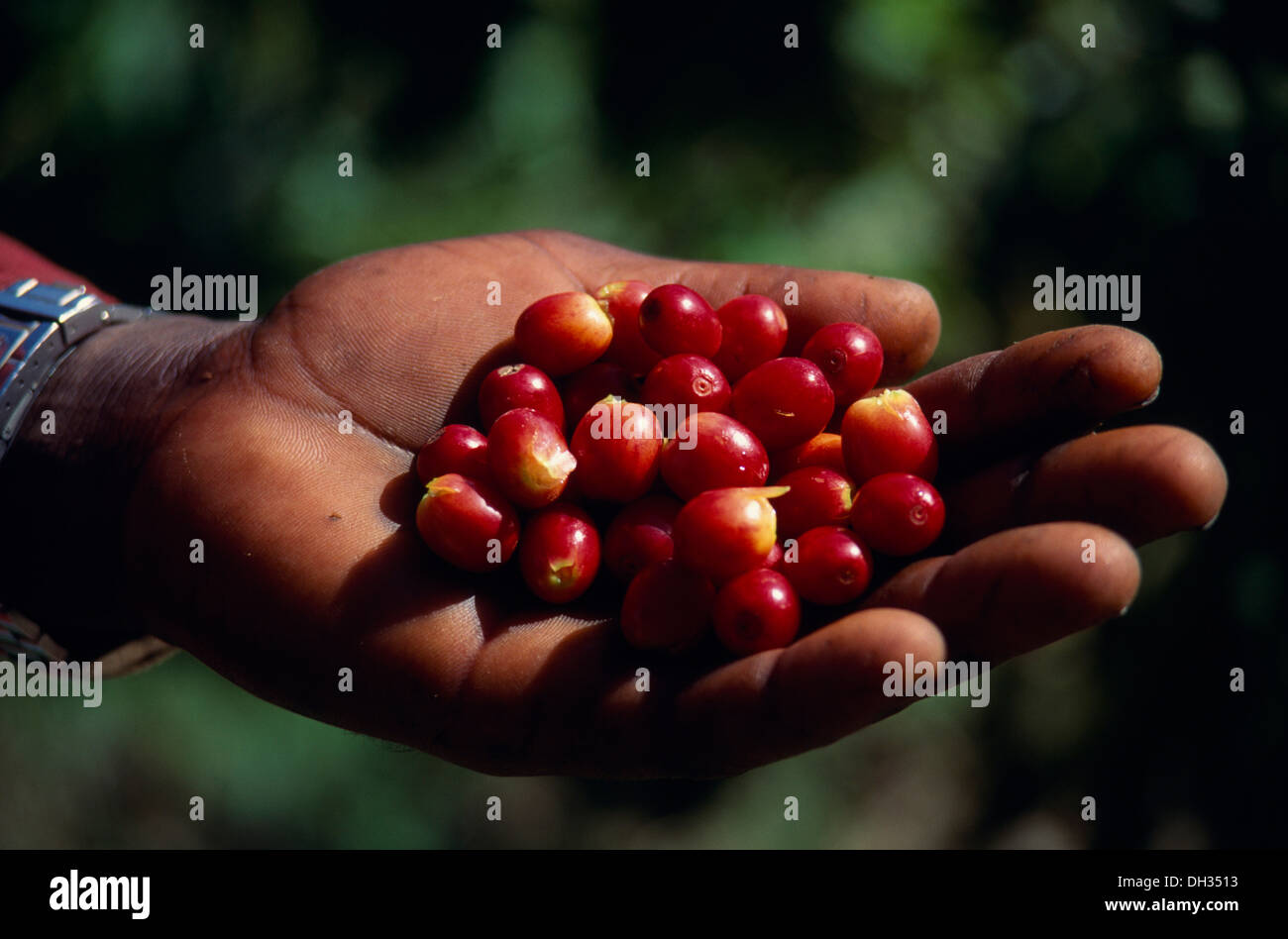 Kaffee, Coffea Arabica, beschnitten Schuss von Hand, die Reife Kaffeebohnen. Westindische Inseln, Jamaika, Caribbean Stockfoto