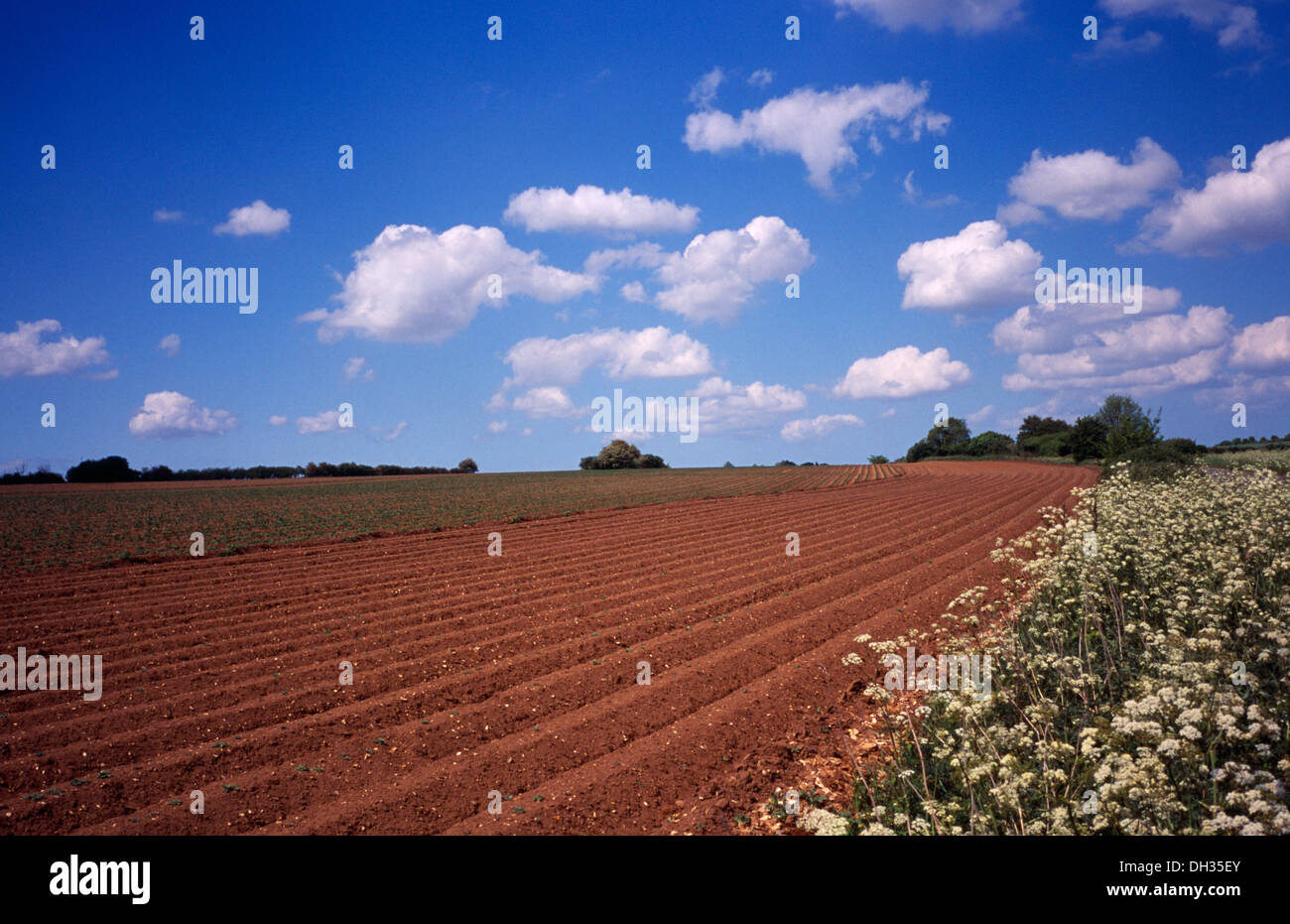 Kartoffel, Solanum Tuberosum. Landschaft mit neu vorbereiteten Kartoffelfeld in England, Norfolk, Stockfoto