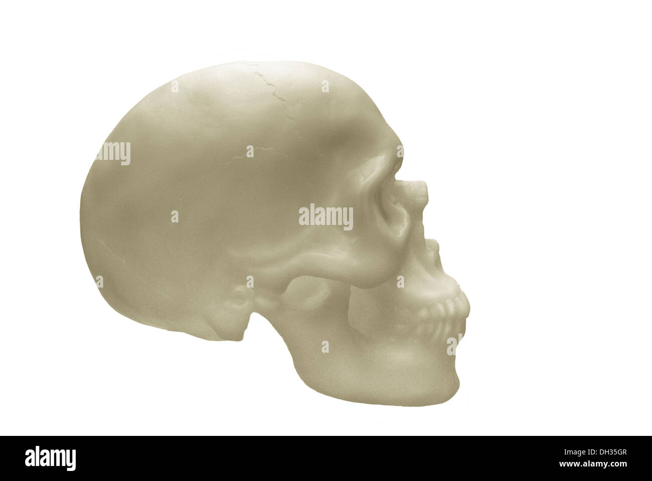 menschlicher Schädel auf weißem Hintergrund Stockfoto