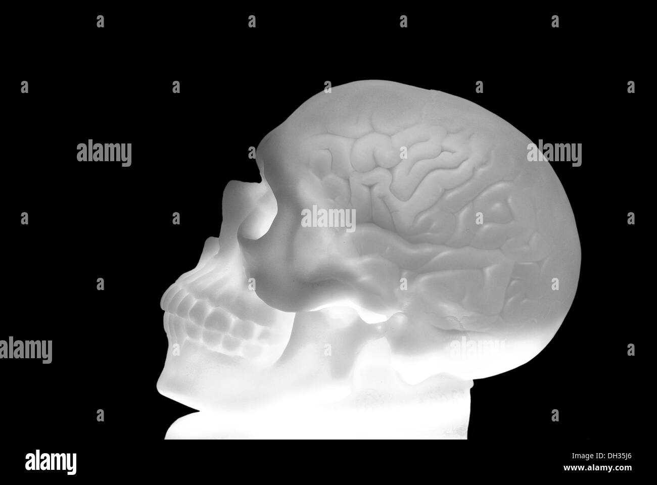 die Strahlen der x-ray beleuchtet der Schädel auf weißem Hintergrund Stockfoto