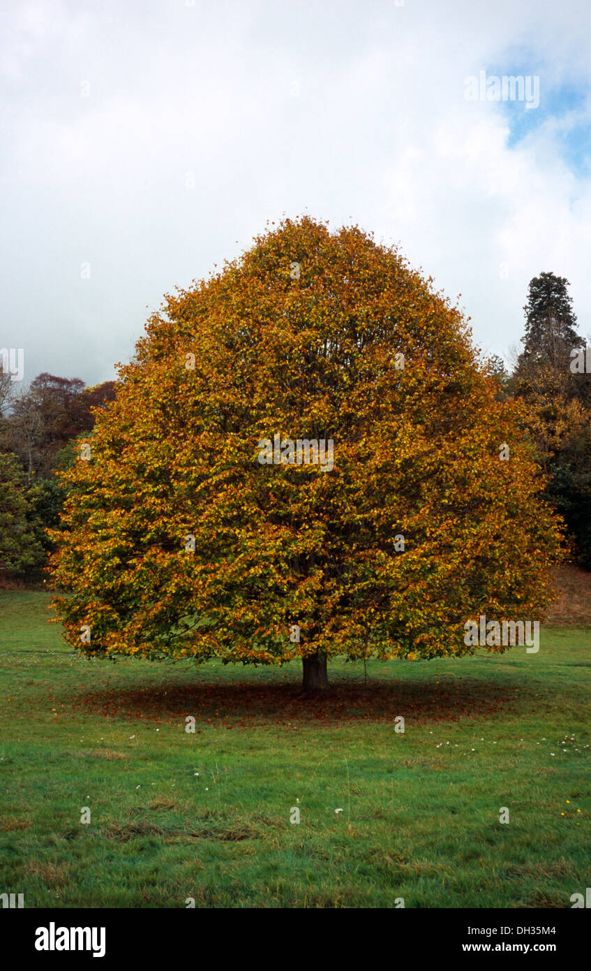 Breite großblättrige Linde, Tilia Platyphyllos, im Herbst Laub.  Wales, Gwent, Monmouth. Stockfoto