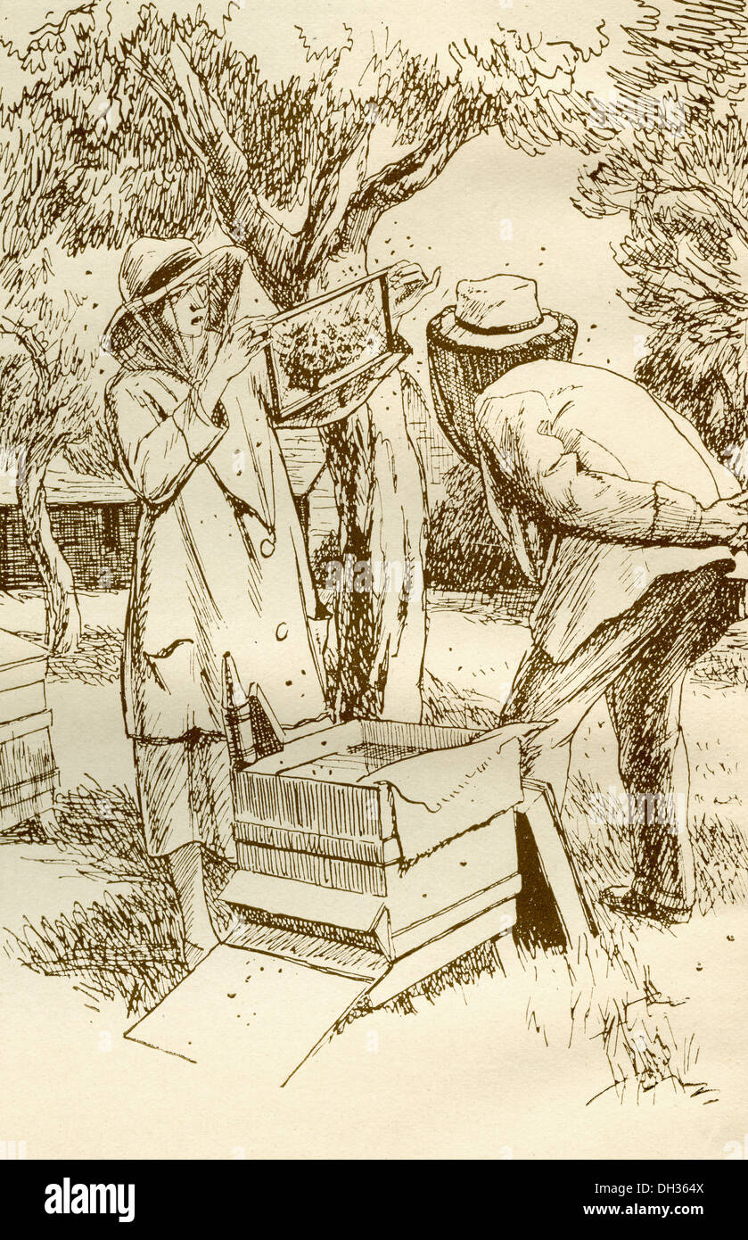Ländliche Bienenzucht in den frühen zwanzigsten Jahrhunderts. Stockfoto