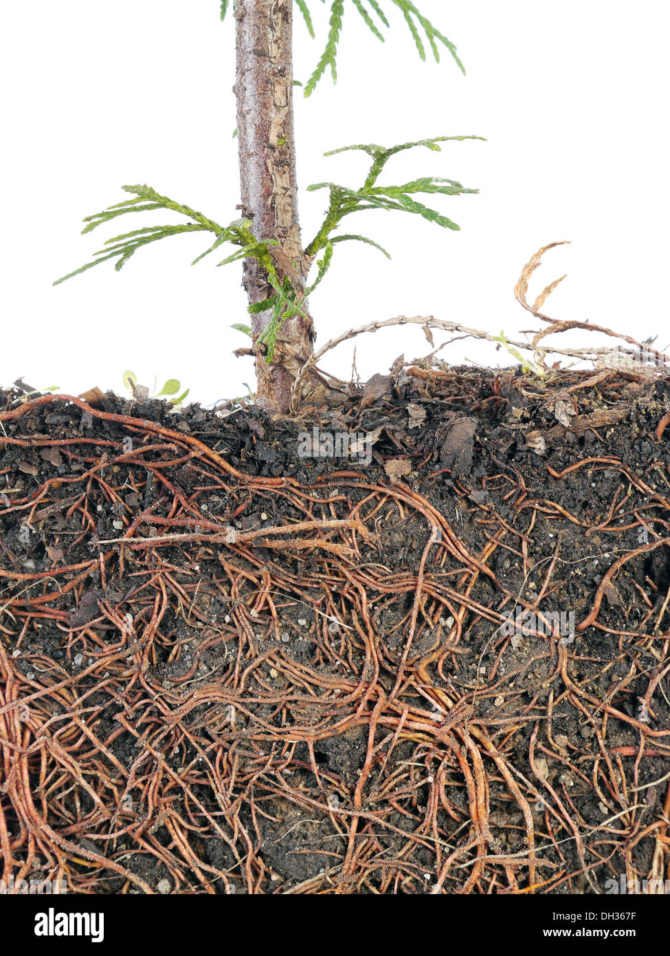 Querschnitt der Thuja Wurzelstruktur Stockfoto