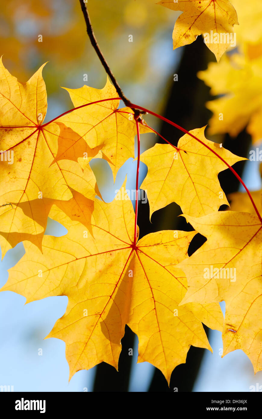 Die hellen Blätter im Herbst Stockfoto