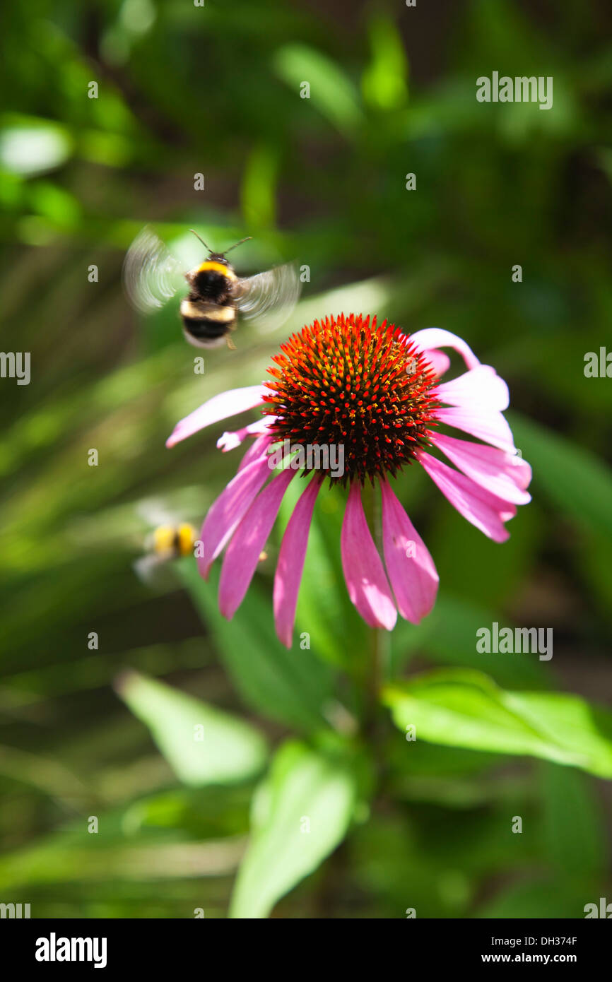 Sonnenhut, Echinacea Purpurea. Bienen mit Sonnenhut mit Flügeln in Unschärfe der Bewegung. England, West Sussex, Chichester, Stockfoto