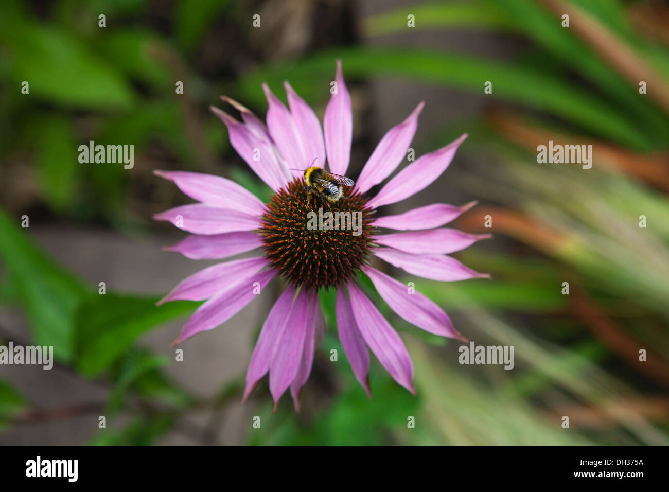 Sonnenhut, Echinacea Purpurea. Hummel auf zentralen Kegel Blume. England, West Sussex, Chichester, Stockfoto