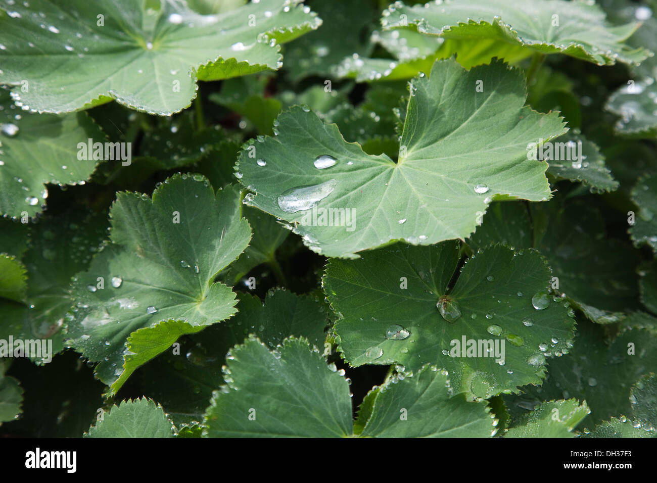 Ladys Mantel fällt Alchemilla Mollis mit Regen auf den Blättern sammeln. Stockfoto