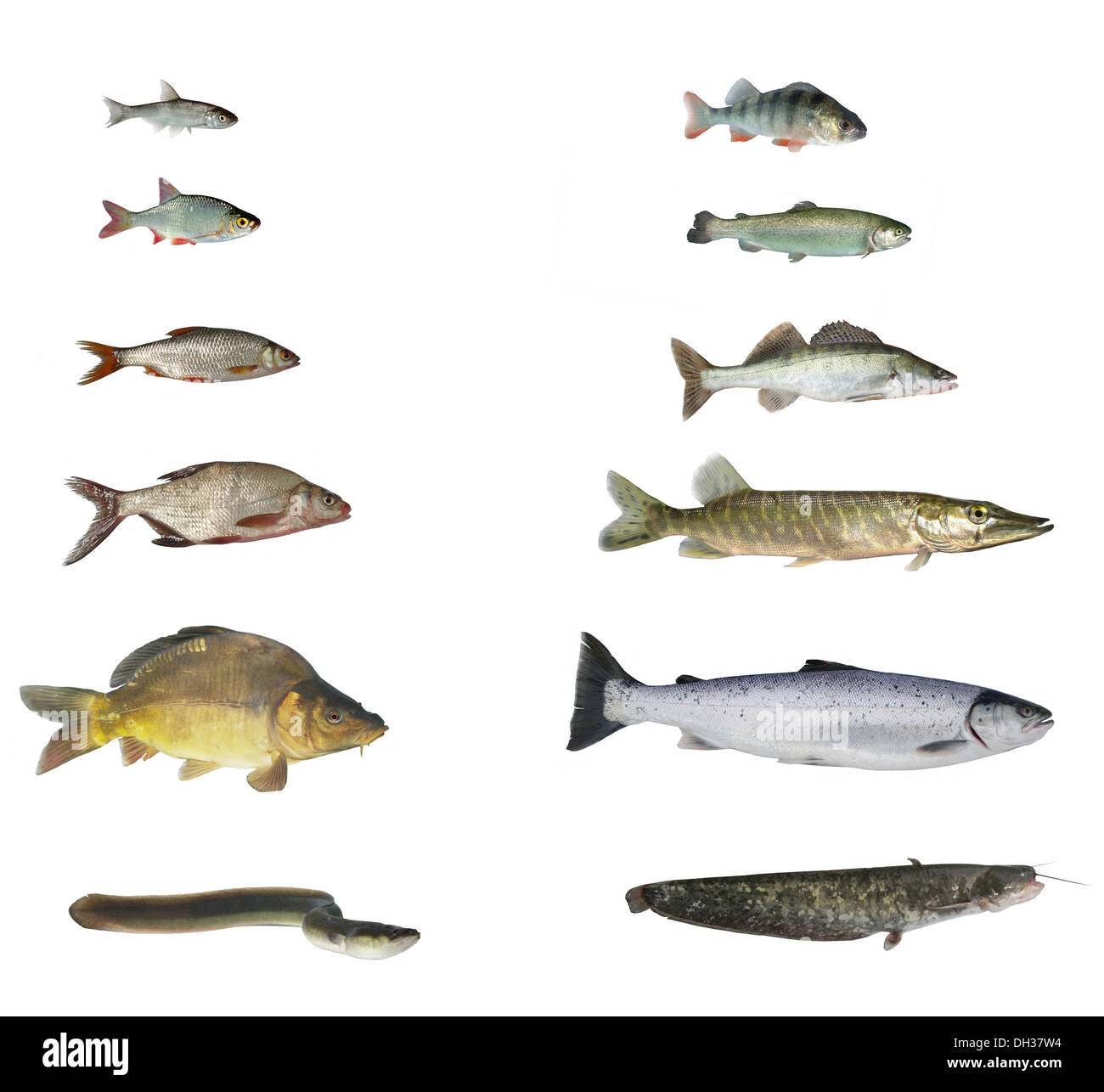 Fische aus Flüssen und Seen auf weißem Hintergrund Stockfoto