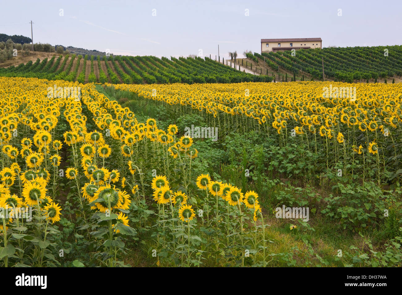 Sonnenblumen und Weinbergen und Olivenhainen auf einem toskanischen Hügel-Bauernhof Stockfoto