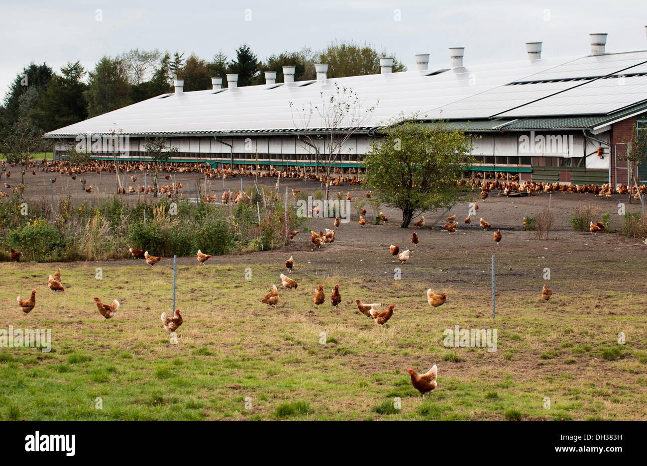 Freilandhaltung Hühnerfarm Stockfoto