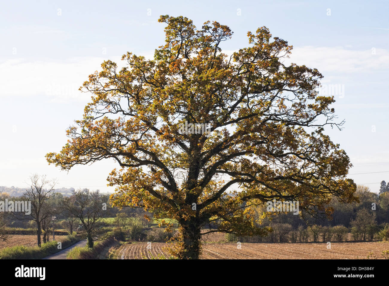 Quercus Baum. Herbstliche Eiche in Northamptonshire Landschaft. Stockfoto