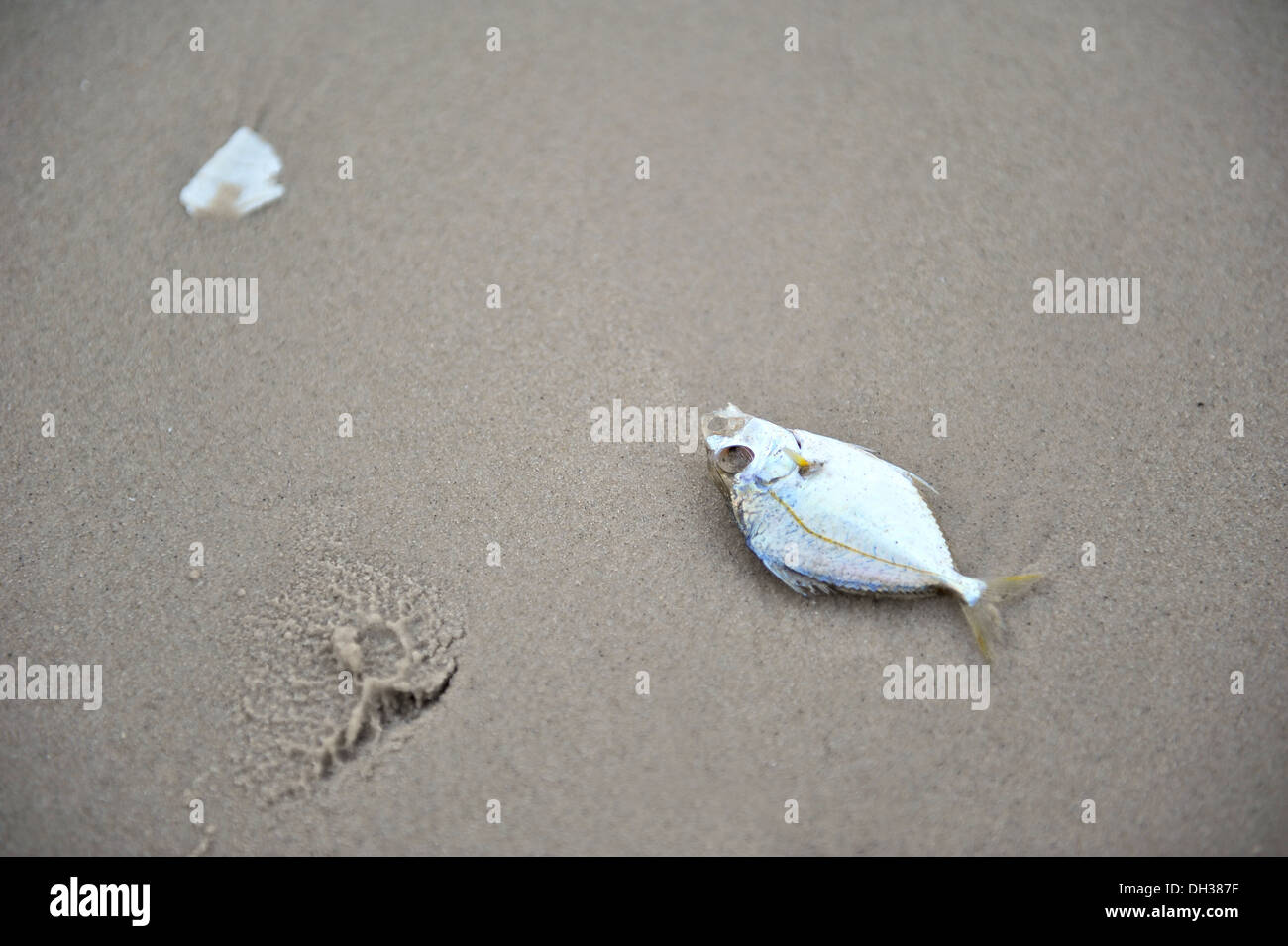 Tote Fische an einem Strand Stockfoto