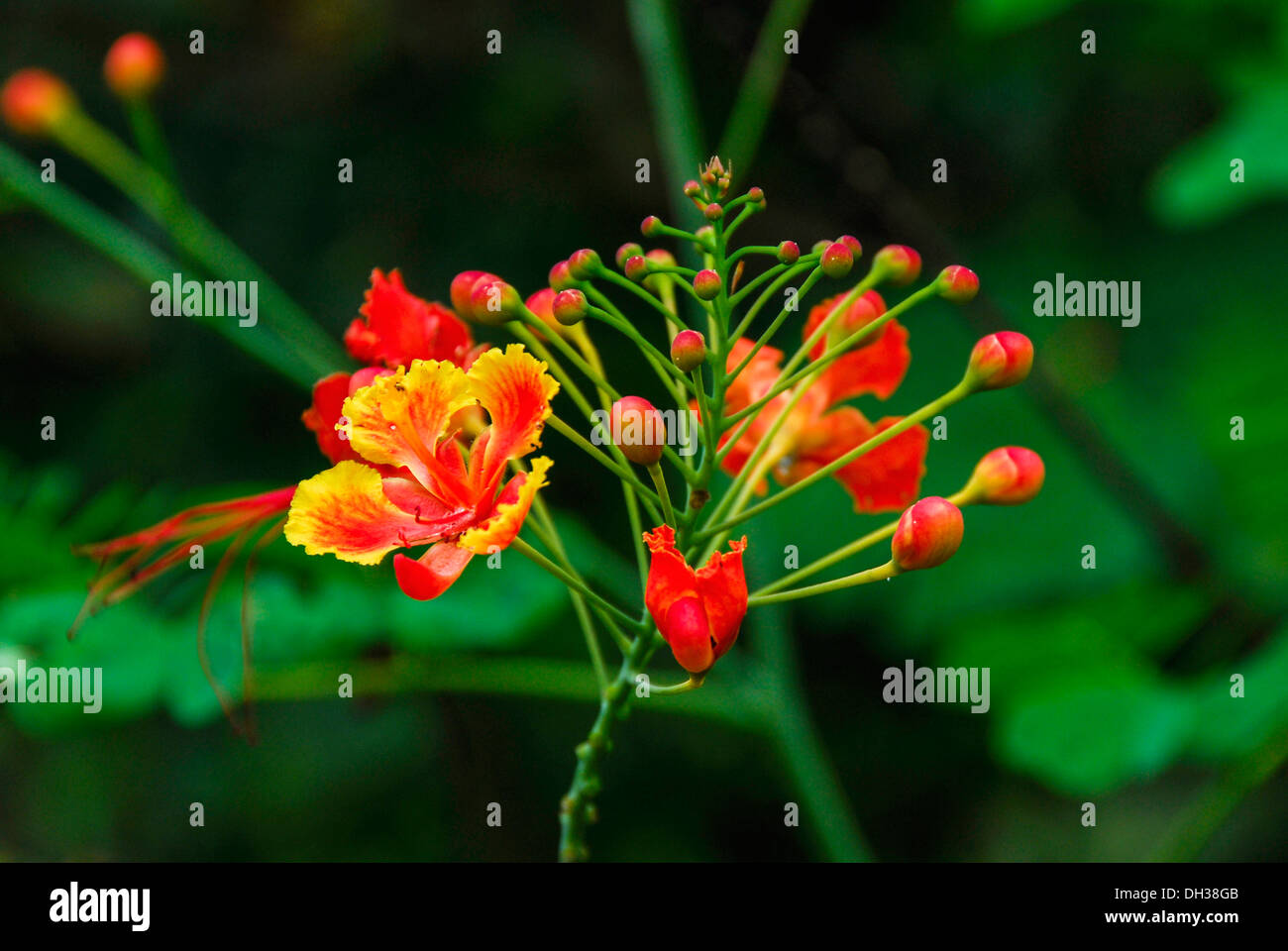 Flame Tree. Leuchtend orange-rote Blüten auf verzweigten zentralen Stamm gesetzt. Phrao, Chiang Mai, Thailand. Stockfoto