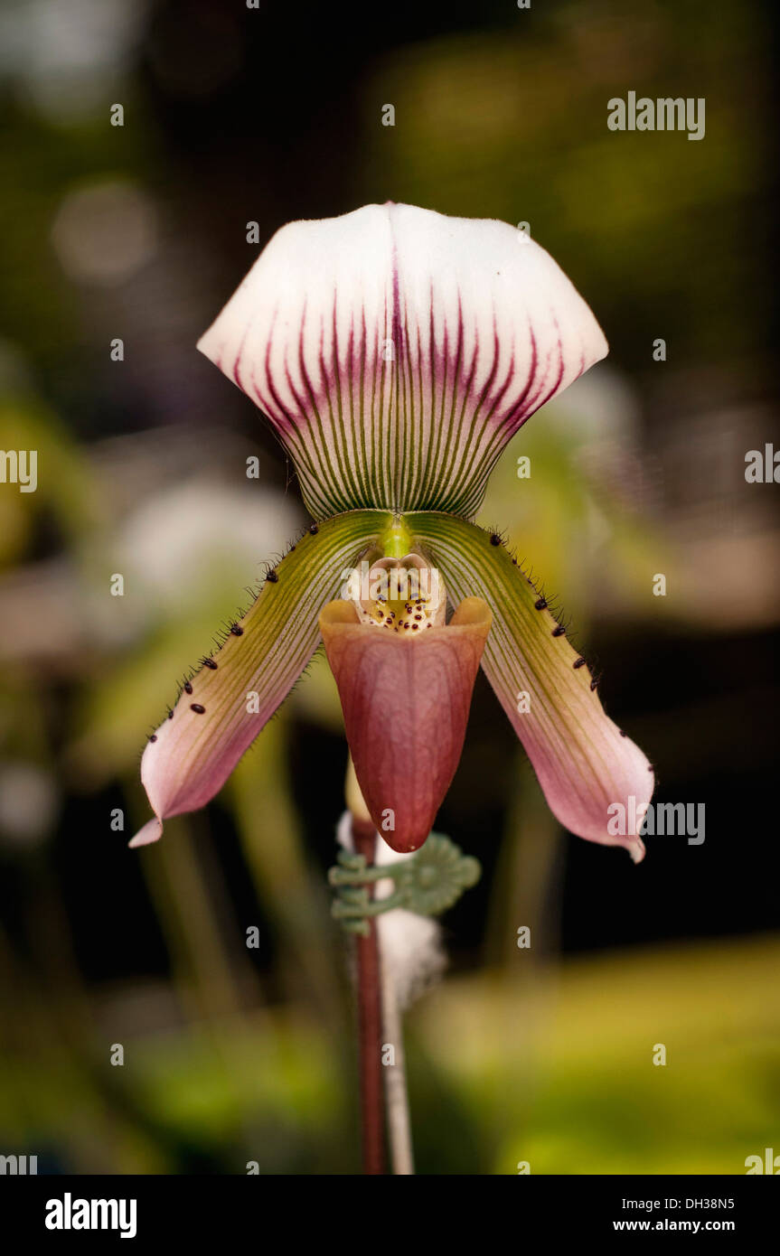Pantoffel Orchidee mit Muster von lila Creme und weiß über Blütenblätter und Lippe Orchidee-Festival 2011 in Chiang Mai Stockfoto